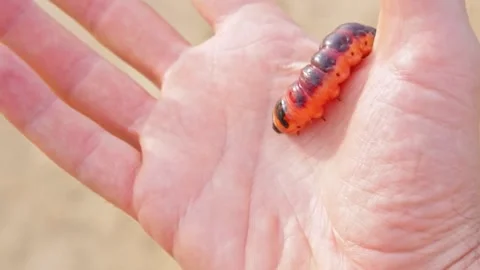 Large caterpillar moving slowly on palm in close-up dynamic shot. Stock Footage 336331659