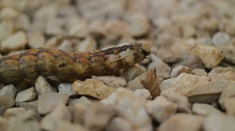 Large Caterpillar in Nature 스톡 동영상 58587066