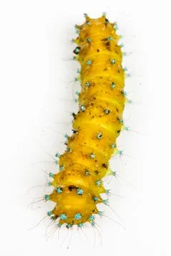 Large caterpillar on a white Stock Photos