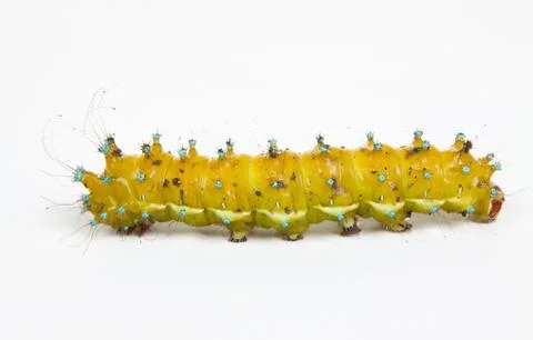 Large caterpillar on a white Stock Photos