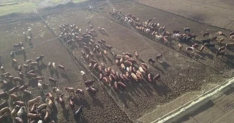Large Cattle Farm Vídeo Stock 81983805