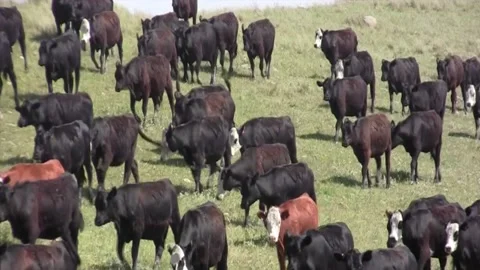 Large cattle herd moving on green hillside Video stock 180194030