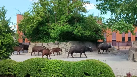 Large Cattle Walk on the Street Stock Footage 196998101