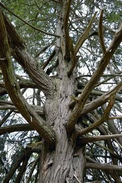 Large cedar tree, DeCourcy Island, British Columbia, Canada Foto stock