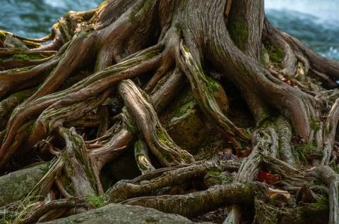 A large cedar tree with sprawling roots anchors rocks beside a rushing stream Stock-Fotos