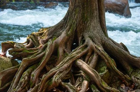A large cedar tree with sprawling roots anchors rocks beside a rushing stream Stock Photos