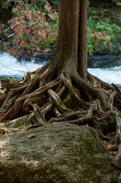 A large cedar tree with sprawling roots anchors rocks beside a rushing stream Stock-Fotos