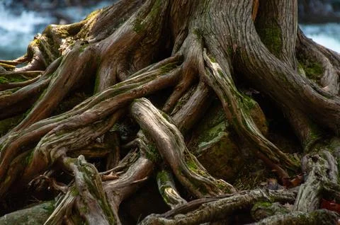 A large cedar tree with sprawling roots anchors rocks beside a rushing stream Stock Photos