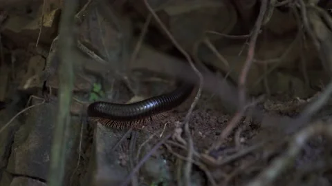 Large centipede close-up, it slowly crawls in the thickets of the tropics Stock Footage 154807147