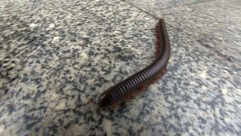 Large centipede crolling 動画素材 71087347