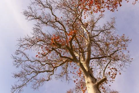 A large century-old plane tree in the Khan Saray park. Sheki. Azerbaijan. Stock Photos