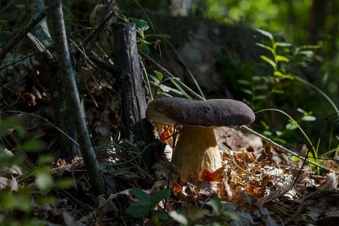 Large cep mushroom under tree in wood Foto stock
