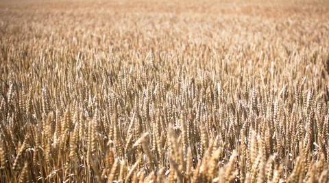 Large cereal field slow motion shots Stock Footage 65183783