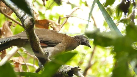 Large chachalaca bird moving head and neck while looking around Stock Footage 123573993