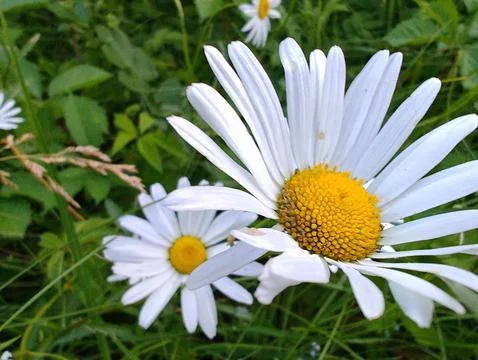 Large chamomile flowers Stock Photos