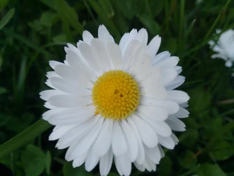 Large chamomile. Stock Photos