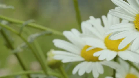 Large chamomiles on the lawn Stock Footage 134305103