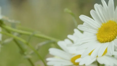 Large chamomiles on the lawn Stock Footage 134305123
