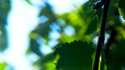Large cherries hang on a branch Stock Footage 96051032