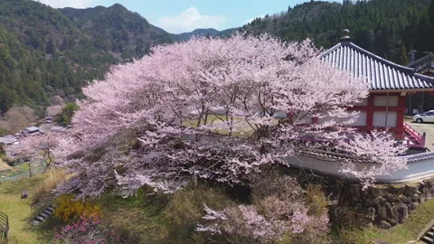 Large cherry blossom trees in full bloom next to a Buddhist temple, Nara, Japan 库存影片 330329690