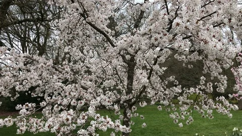 Large cherry tree in bloom Stock Footage 127937449