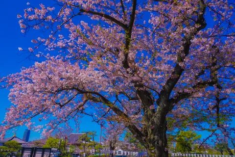 A large cherry tree blooming against a blue sky Stock Photos