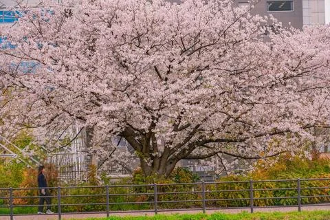 A large cherry tree covered in blossoms at Shin-Yokohama Park Stock Photos
