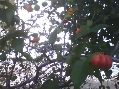 A large cherry tree, with green, swollen and ripe fruits Stock Footage 166432700
