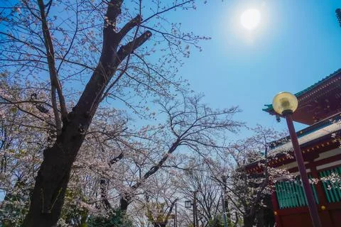 A large cherry tree reaching high into the blue sky of Higashi-Hakuraku Stock Photos