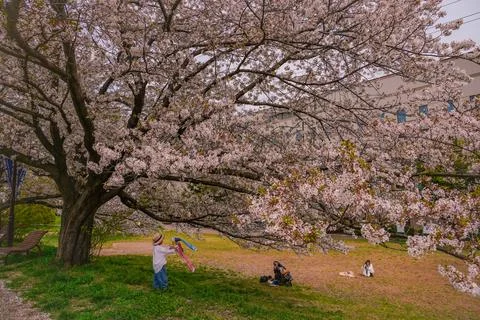 A large cherry tree spreads its branches in bloom at Shin-Yokohama Park. Stock Photos