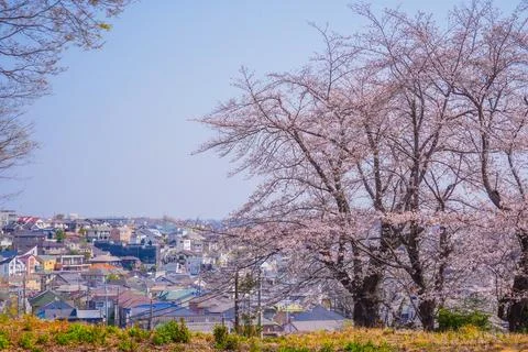 A large cherry tree standing on a hill in Higashi-Hakuraku Stock Photos
