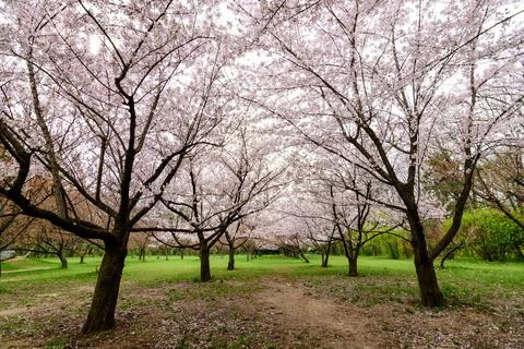 Large cherry trees with many white flowers in full bloom in the Japanese Gard Stock Photos