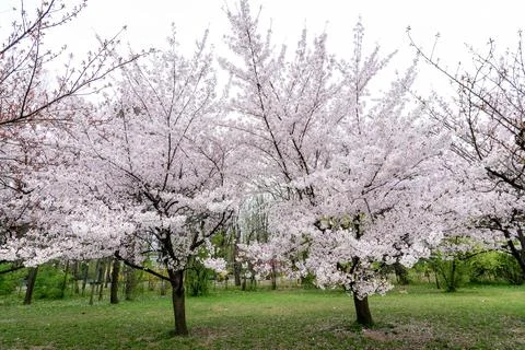 Large cherry trees with many white flowers in full bloom in the Japanese Ga.. Stock Photos