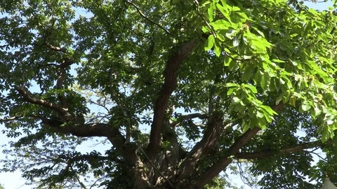 Large Chestnut Tree 库存影片 79602278