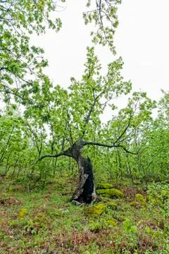 A large chestnut tree with half a trunk burned in some forest fire. Stock Photos