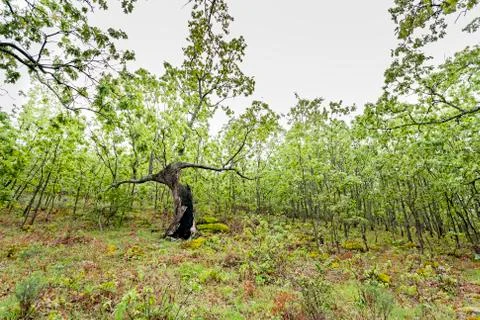 A large chestnut tree with half a trunk burned in some forest fire. Stock Photos