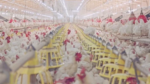 Large chicken farm with thousends of hens and roosters Stock Footage 100651554