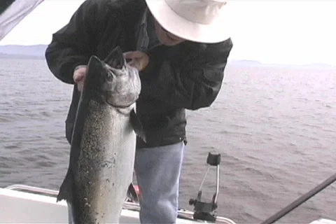 Large Chinook (Spring) Salmon Stock Footage 96606
