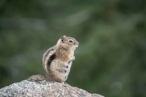Large Chipmunk Foto stock