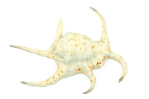 Large Chiragra Spider Shell Stock Photos