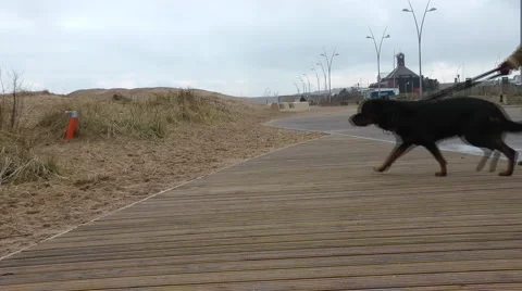 Large chocolate brown Labrador dog pulls owner across the walkway to sand dunes. Stock Footage 1092185