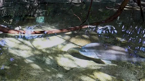 Large Chub swim in the tidal shallows of a mangrove swamp in Florida, USA. Stock Footage 46490719