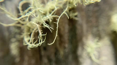 Large chunks of hairy moss growing on tree bark Stock Footage 333416636