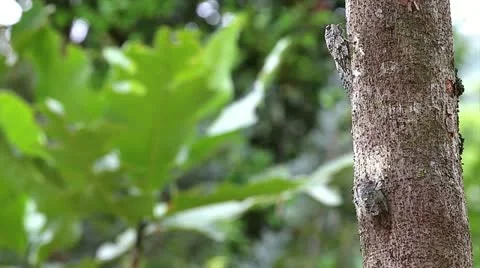 Large cicada flies on a tree in Madagascar. Stock Footage 21282978