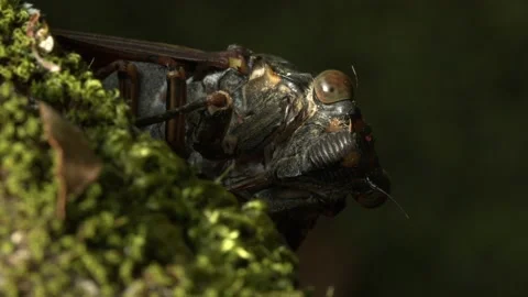 Large cicada nearing the end of its lifecycle. Stock Footage 135702185