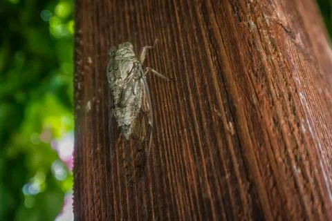 A large cicada Stock Photos