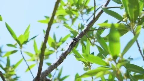 Large cicada sits on a tree branch and makes loud noises Stock Footage 113644510