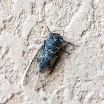 Large cicada on a stone wall Stock Photos