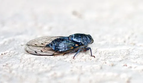 Large cicada on a stone wall Foto stock