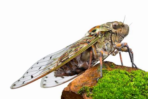 Large cicada on white background. Stock Photos